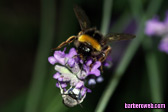 Fotografia macro de dos abejas